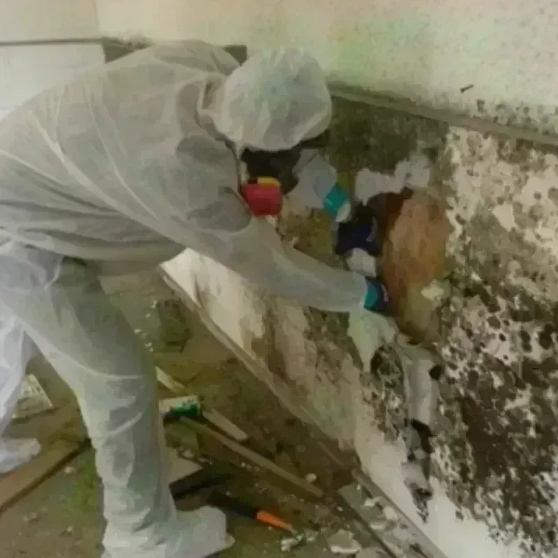 Mold Remediation and Removal in Bray, OK